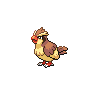 pidgey